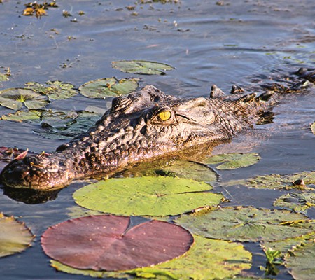 In northern Australia there is a saying – ‘never smile at a crocodile – because, if you do, you’re t
