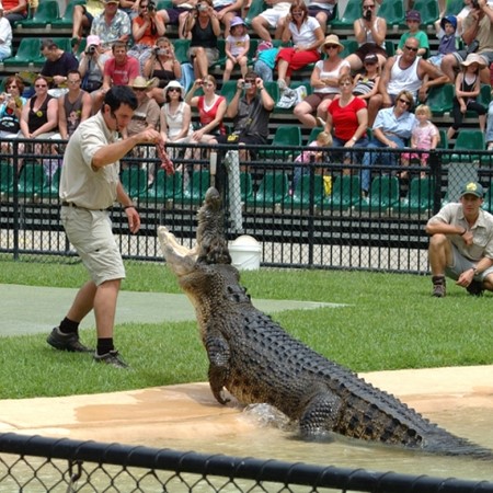 A crocodile show at Australia Zoo.