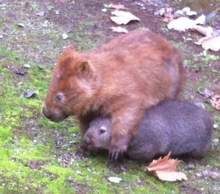 Red-haired wombat Lingy with his smaller wombat friend at Buchan Caves Reserve.