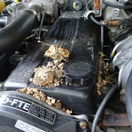 Have you had problems with rats chewing your electrical wiring or nesting under the vehicle bonnet?