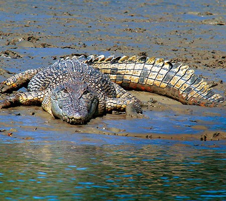 A 3 metre estuarine saltwater crocodile on bank of the Norman River Karumba Qld