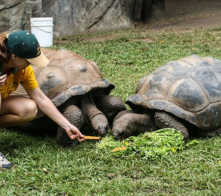 Staff feeds green veggies and sweet potato to tortoises at Australia Zoo.