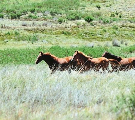 Horse culling in Victorias High Country