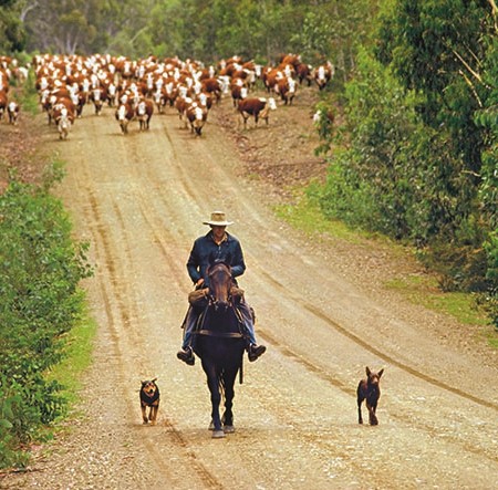 Aussie working dogs help out with the cattle