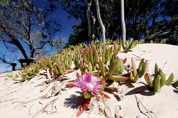 Burrum Coast NP 22 Pig face adorns the dunes at Russell s Rest
