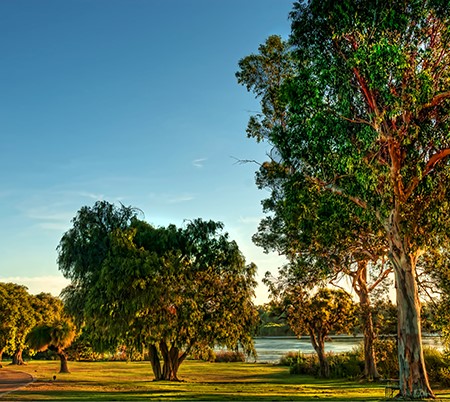 Yanchep National Park is less than an hour's drive from the Perth CBD.