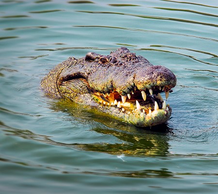 An old retired croc shooter in the NT reckons he tells everyone these days that the only safe place 