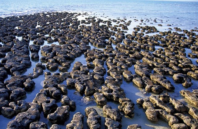 The Flat Rock Beach shoreline and reef - Picture of Flat Rocks Beach,  Greenough - Tripadvisor