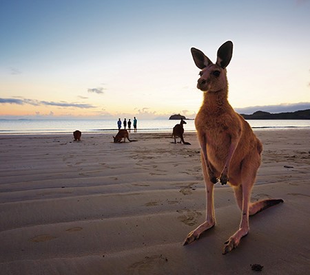 Hang with the kangaroos in Cape Hillsborough National Park