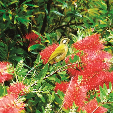 Nectar-bearing flowers like bottlebrush, grevillea, banksia, hakea and the grass tree can be sucked 