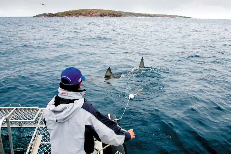 Shark cage diving in Port Lincoln, South Australia