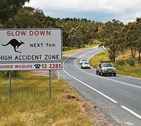 It’s vital you reduce your speed when driving at night to avoid hitting wildlife