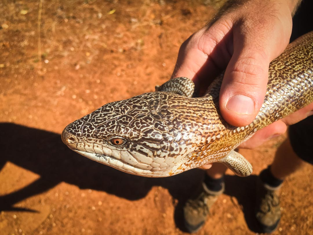 Blue tongue lizard Kimberley