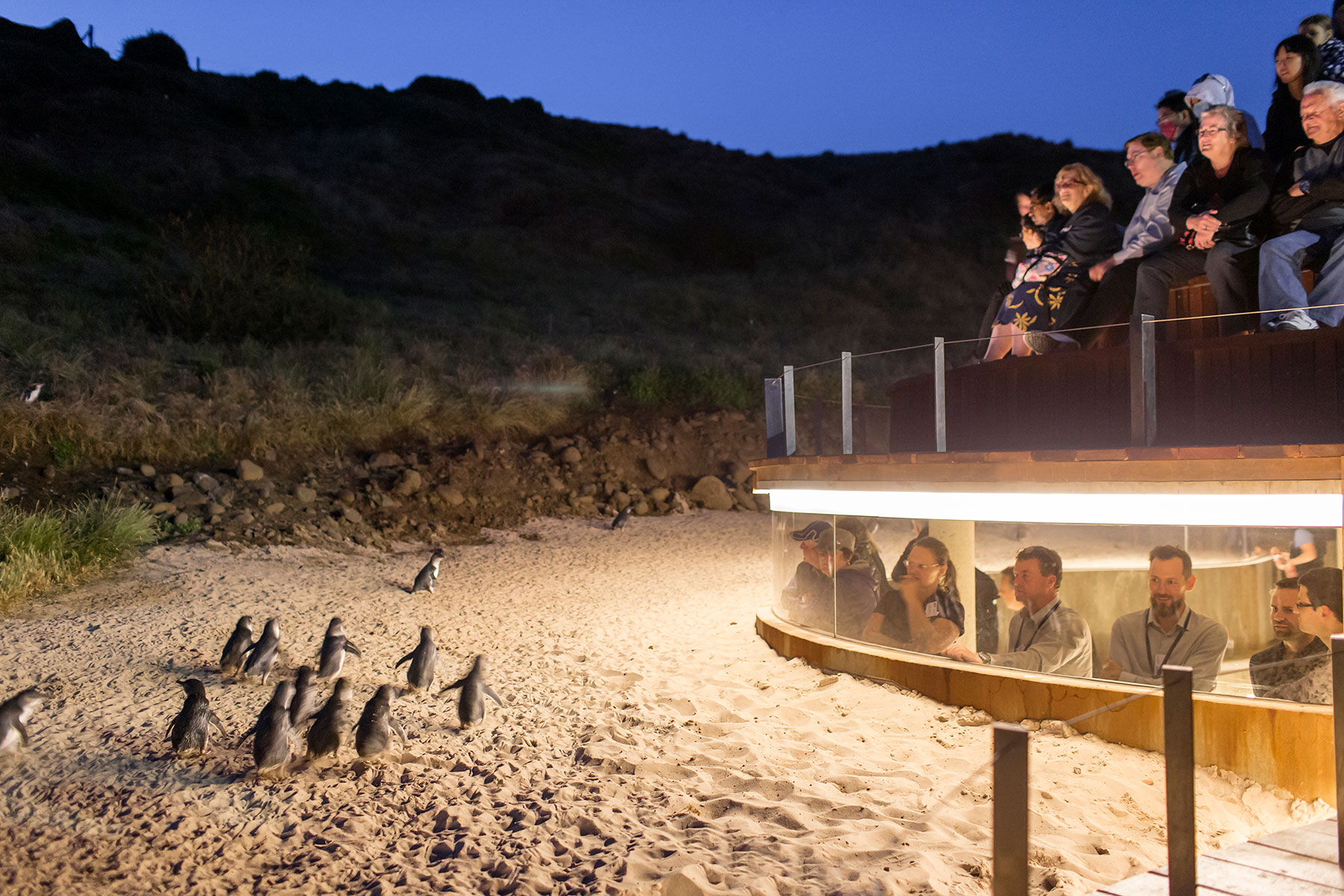 Penguin Parade Phillip Island 