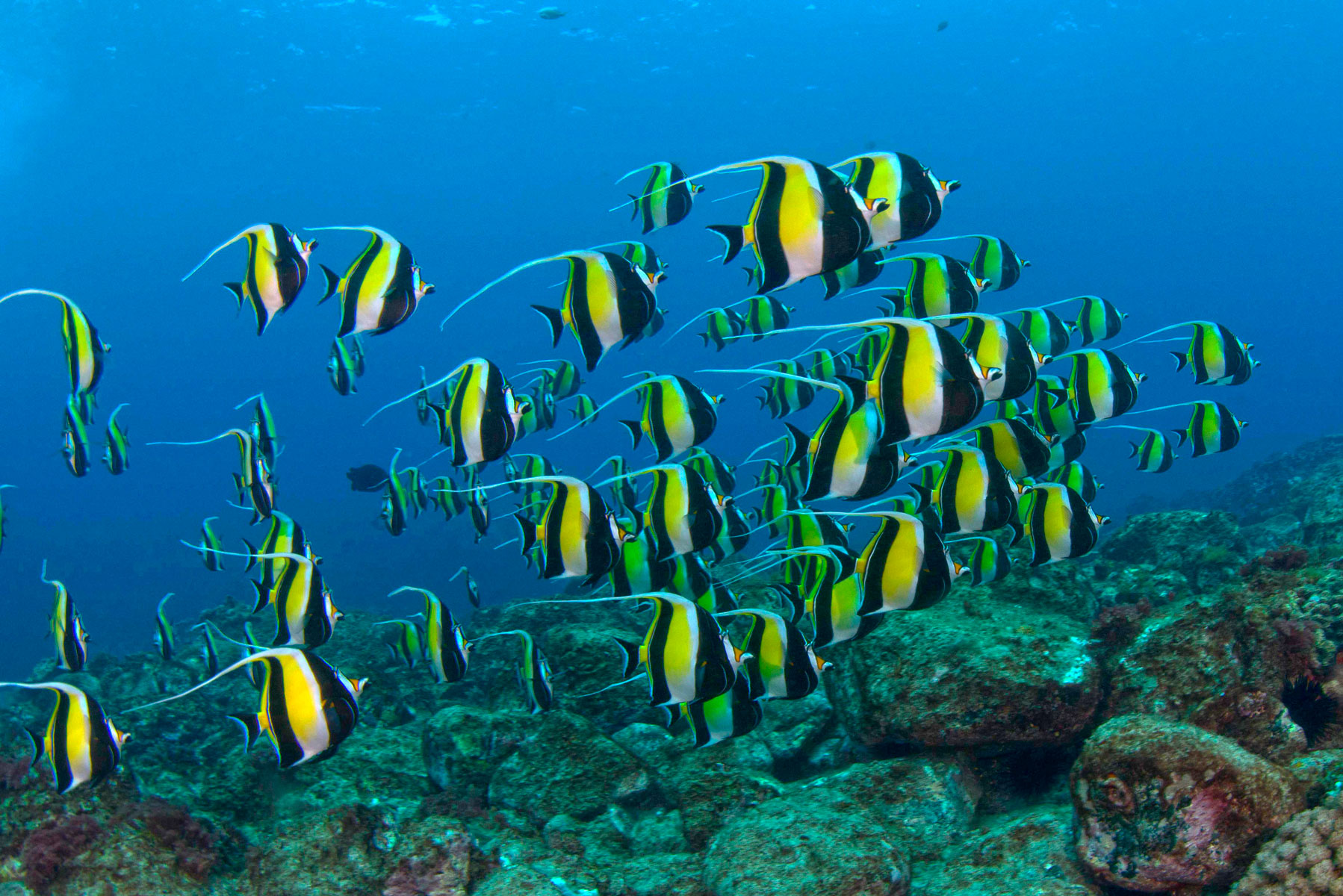 Moorish idols in the Lord Howe Marine Park