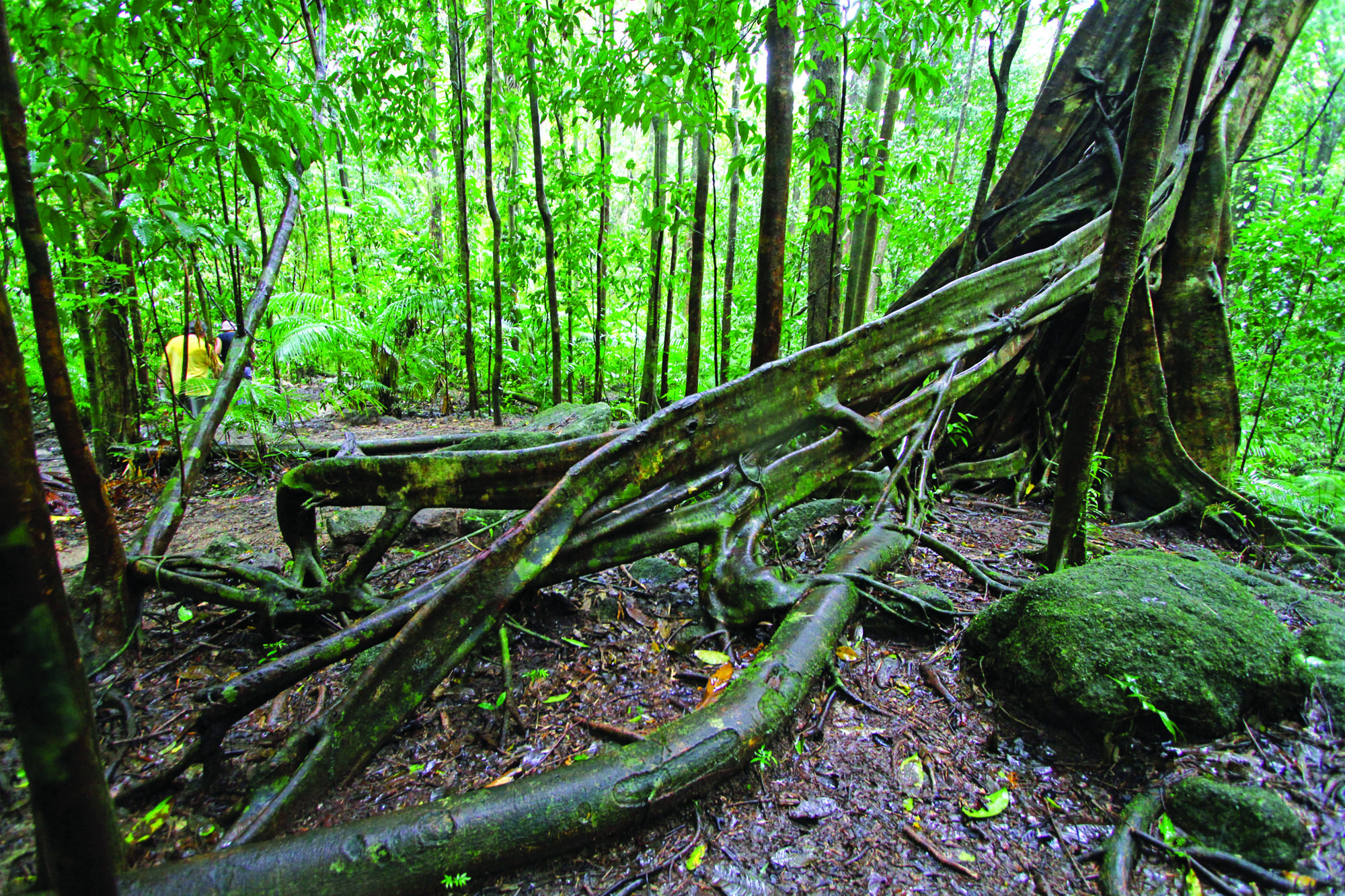 Deep-rooted rainforest systems